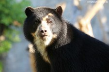 Brillenbär (Tremarctos ornatus) im Zoo Frankfurt/Main