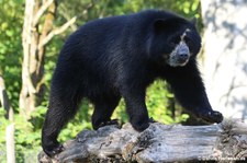 Brillenbär (Tremarctos ornatus) im Zoo Frankfurt/Main