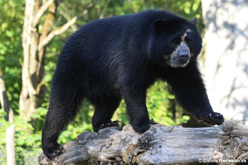 Brillenbär (Tremarctos ornatus)