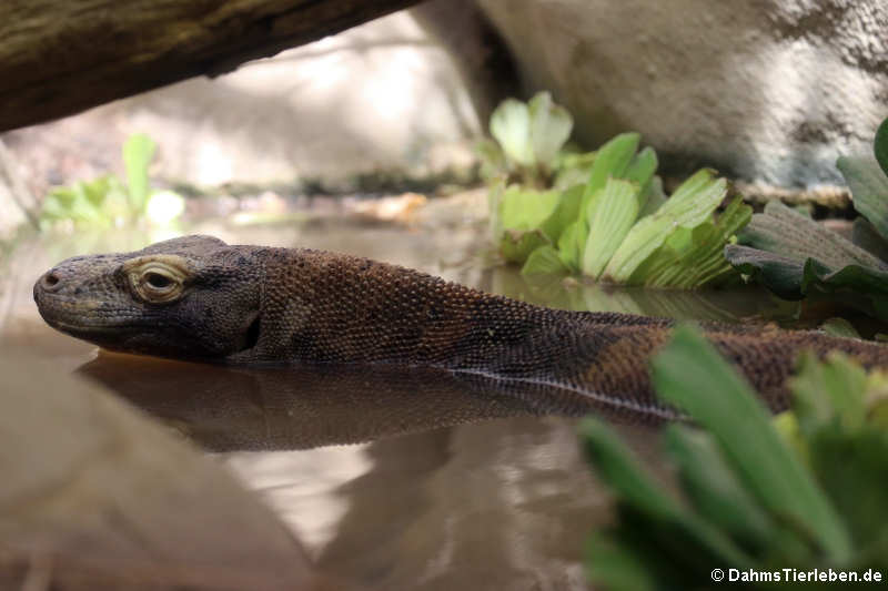 Komodowaran (Varanus komodoensis)