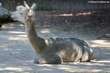 Alpaka (Vicugna vicugna f. pacos) im Zoo Frankfurt