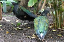 Kragentauben oder Mähnentaube (Caloenas nicobarica) im Zoo Frankfurt