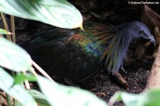 Kragentaube oder Mähnentaube (Caloenas nicobarica) im Zoo Frankfurt