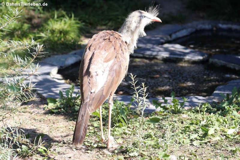 Rotfußseriema (Cariama cristata)