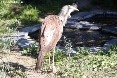 Rotfußseriema (Cariama cristata)