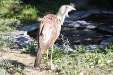 Rotfußseriema (Cariama cristata) im Zoo Frankfurt