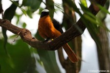 Weißscheitelrötel (Cossypha albicapillus) im Zoo Frankfurt