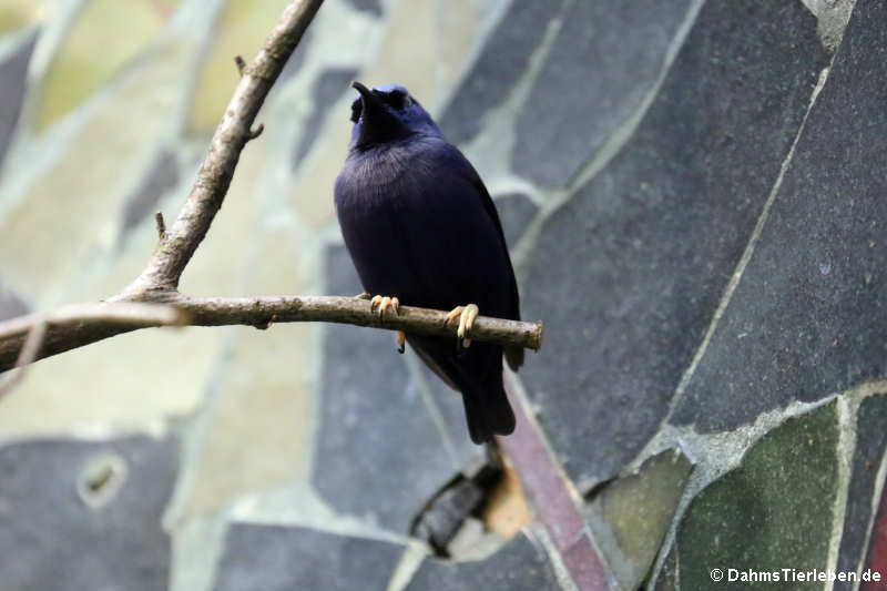 männlicher Purpurnaschvogel (Cyanerpes caeruleus)