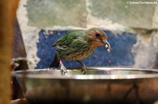 weiblicher Purpurnaschvogel (Cyanerpes caeruleus) im Zoo Frankfurt