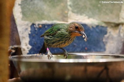 weiblicher Purpurnaschvogel (Cyanerpes caeruleus)