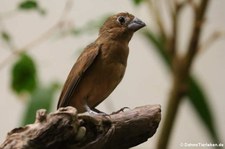 weiblicher Ultramarinkardinal (Cyanoloxia brissonii) im Zoo Frankfurt