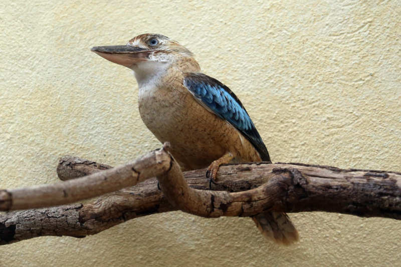 Blauflügelliest (Dacelo leachii)