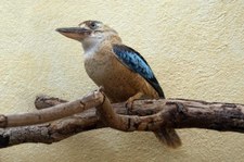 Blauflügelliest (Dacelo leachii) im Zoo Frankfurt