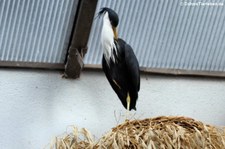 Elsterreiher (Egretta picata) im Zoo Frankfurt