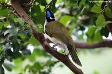 Blauohr-Honigfresser (Entomyzon cyanotis) im Zoo Frankfurt