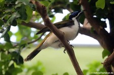 Blauohr-Honigfresser (Entomyzon cyanotis) im Zoo Frankfurt