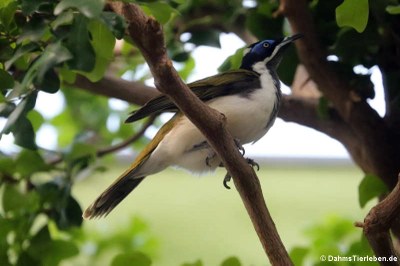 Blauohr-Honigfresser (Entomyzon cyanotis)