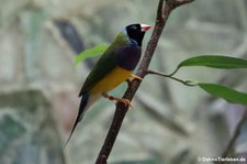 Gouldamadine (Erythrura gouldiae) im Zoo Frankfurt