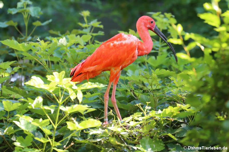 Scharlachsichler  (Eudocimus ruber)