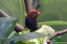 männlicher Veilchenastrild (Granatina ianthinogaster) im Zoo Frankfurt