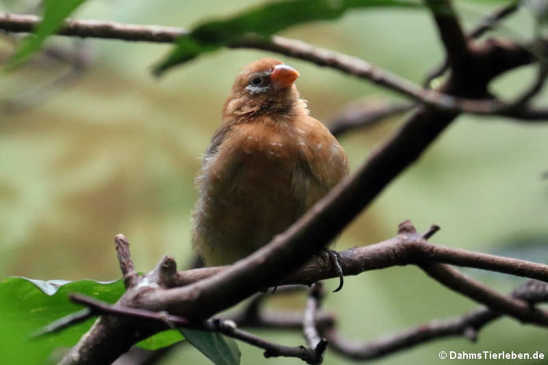 Granatina ianthinogaster-1