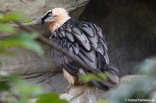 Eurasischer Bartgeier (Gypaetus barbatus barbatus) im Zoo Frankfurt