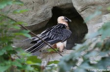 Eurasischer Bartgeier (Gypaetus barbatus barbatus) im Zoo Frankfurt