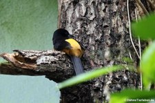 Montserrattrupial (Icterus oberi) im Zoo Frankfurt