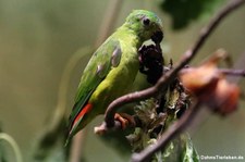 Blaukronenpapageichen (Loriculus galgulus) im Zoo FRankfurt