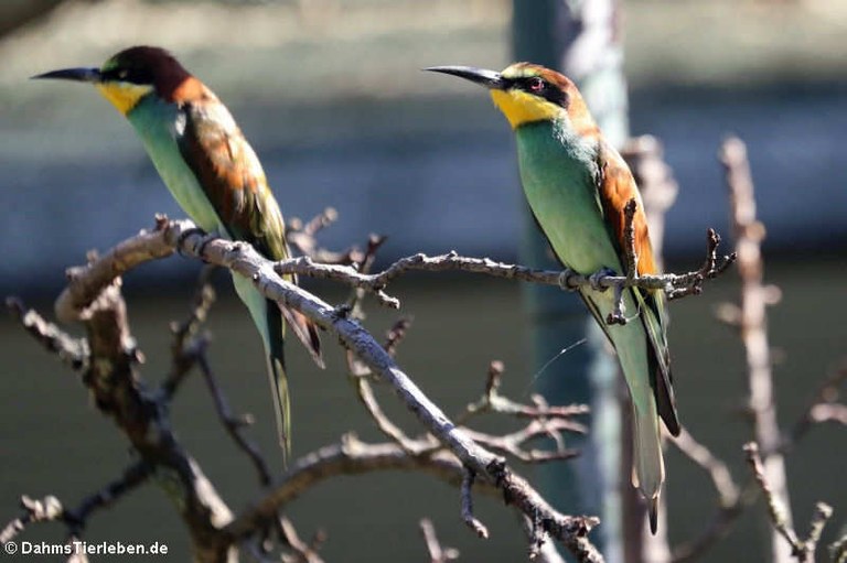 Merops apiaster