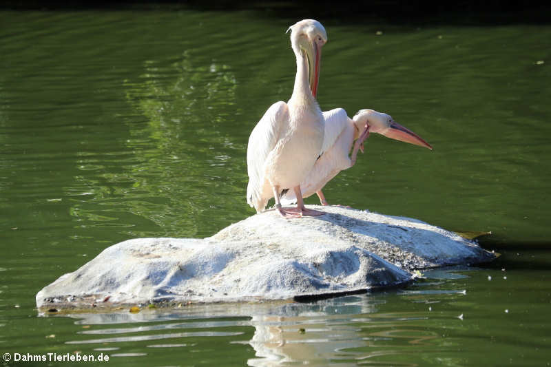 Rosapelikane (Pelecanus onocrotalus)