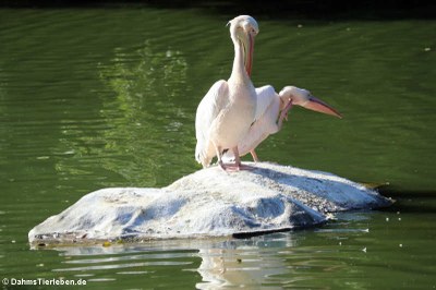 Rosapelikane (Pelecanus onocrotalus)