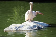 Rosapelikane (Pelecanus onocrotalus) im Zoo Frankfurt