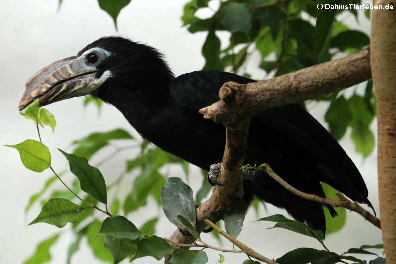 Weiblicher Visayas Tariktik-Hornvogel (Penelopides panini panini)