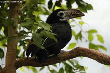 Weiblicher Tariktik-Hornvogel (Penelopides panini panini) im Zoo Frankfurt