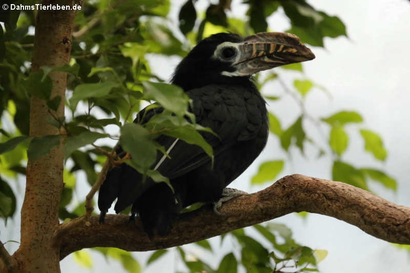 Penelopides panini panini