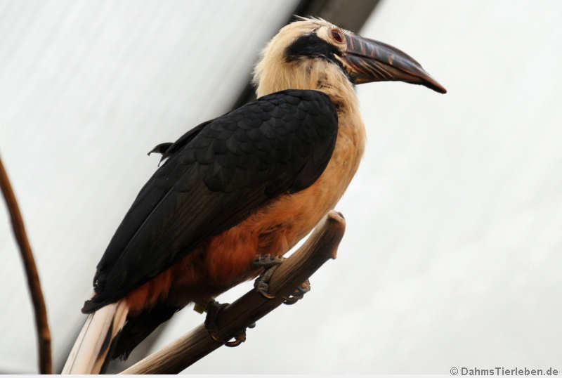 Männlicher Visayas Tariktik-Hornvogel (Penelopides panini panini)