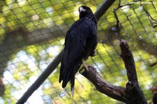 Falklandkarakara (Phalcoboenus australis) im Zoo Frankfurt