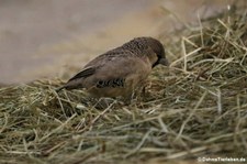 Siedelweber (Philetairus socius) im Zoo Frankfurt