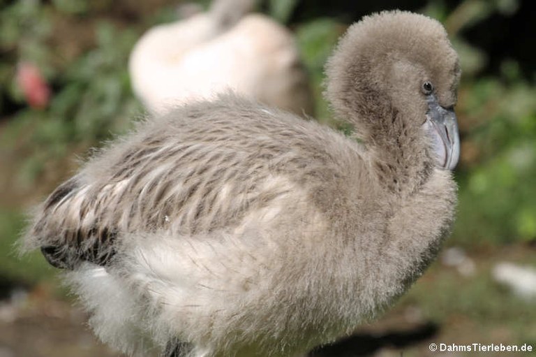 Phoenicopterus chilensis