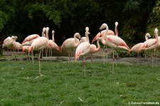 Phoenicopterus chilensis-1