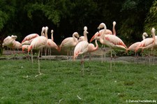 Chileflamingos (Phoenicopterus chilensis) im Zoo Frankfurt/Main