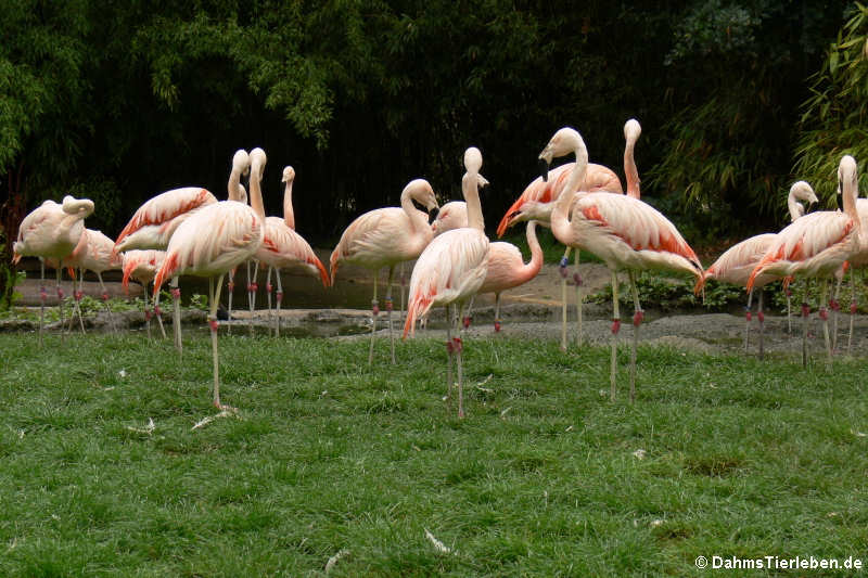 Chileflamingos (Phoenicopterus chilensis)