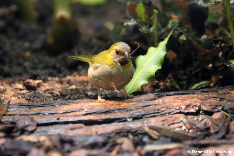 weibliche Kubagimpeltangare (Phonipara canora)