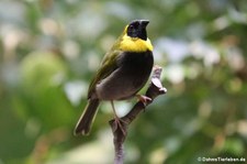 Kubagimpeltangare (Phonipara canora) im Zoo Frankfurt