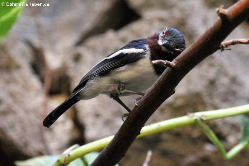 Bindenlappenschnäpper (Platysteira cyanea)