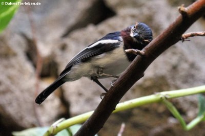Bindenlappenschnäpper (Platysteira cyanea)