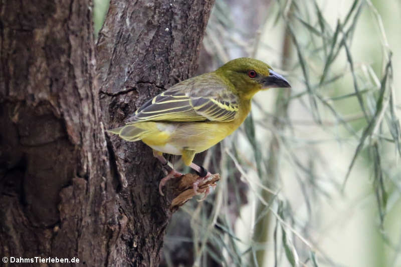 weiblicher Dorfweber (Ploceus cucullatus)