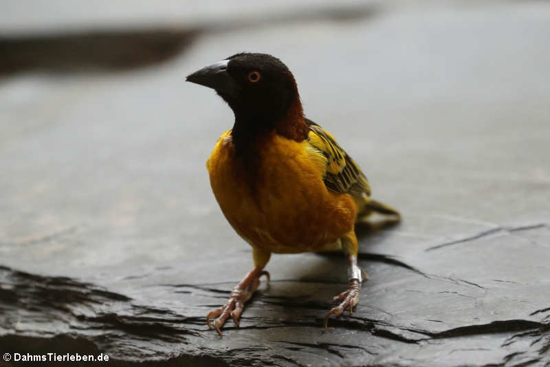 Ploceus cucullatus-4