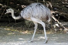 Nandu (Rhea americana) im Zoo Frankfurt